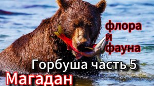 Магадан - (флора и фауна, заповедные места) часть 5