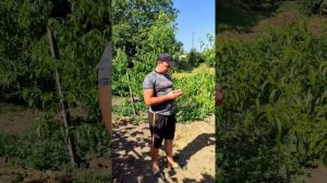 Персик Кондор 🍑