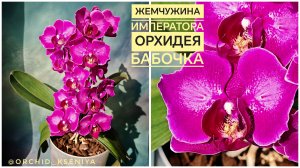 Жемчужина Императора бабочка ⚪👑 Домашнее цветении орхидеи Emperor Jewel peloric 🌺 Обзор сорта