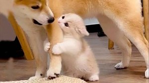 Новые Самые смешные видео с кошками и Собаками 😁 Лучшее из 2023 Смешных Видео с животными 😁