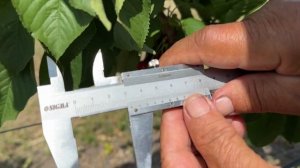 Сигнальное плодоношение черешни сорта Фриско.