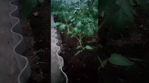 подкормка томатов в теплице.Правильно.Экономно. Эффективно.