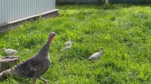 Деревенский огород в мае. Уничтожаем наш сад. Снова по больницам.