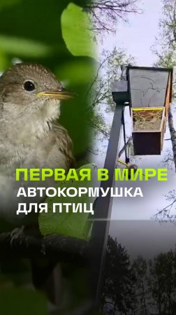 В Балашихе появилась первая в мире «умная» кормушка для птиц