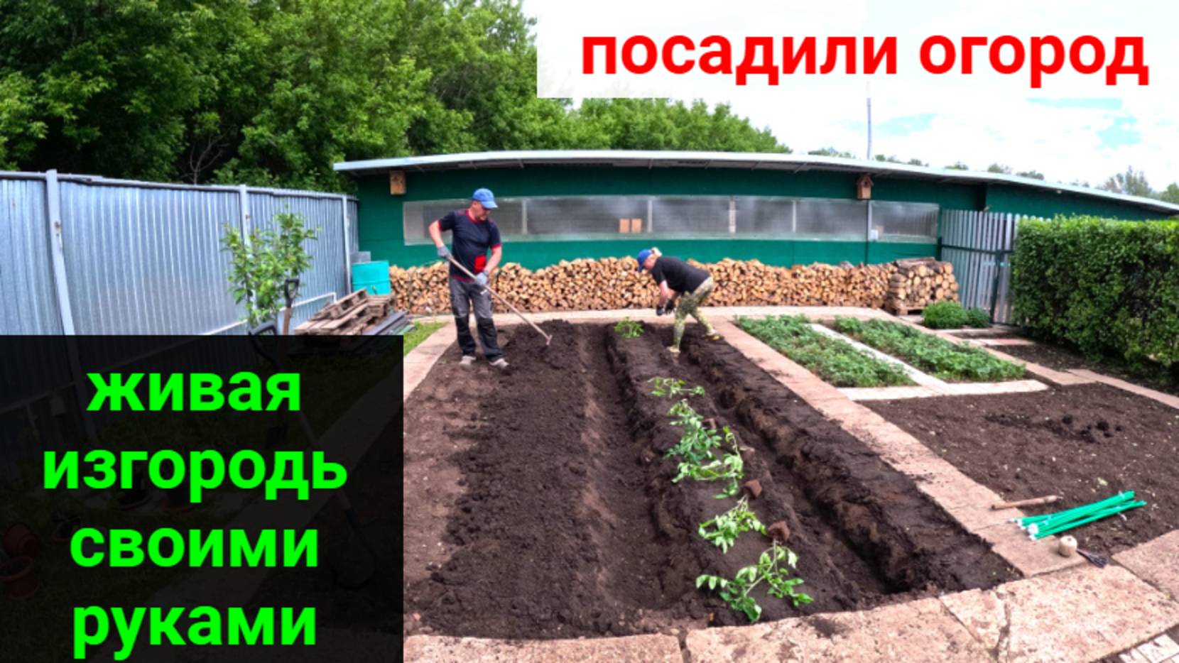 Посадили огород! Стрижём живую изгородь.