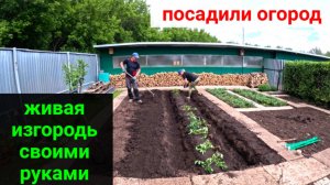 Посадили огород! Стрижём живую изгородь.