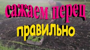 Сажаем перец правильно для обеспечения хорошего урожая