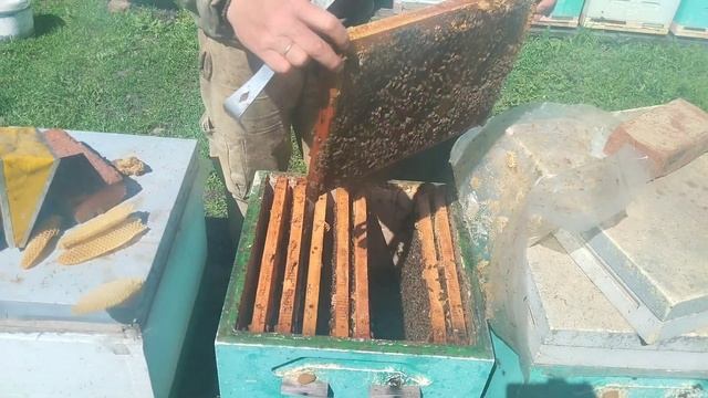 Обзор племенного материала КАРНИКА от Александра Чум? смотреть онлайн