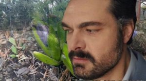 Лейла 31 серия русская озвучка | Турецкий сериал Премье