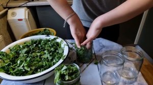 как заготовить щавель на зиму