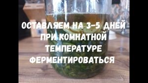 ✅Готовим суперфуд из лесной зелени. Кладезь микроэлементов, пребиотиков и метабиотиков.☘️