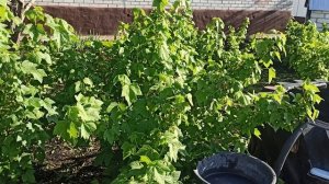 Тихое и солнечное утро после урагана