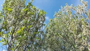 Глаз радуется, сад зацвел