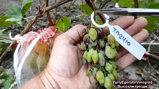 🍇 Что случилось с ГРОЗДЬЮ ВИНОГРАДА. Ягоды остановил? смотреть онлайн