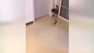 Приколы С Животными  112