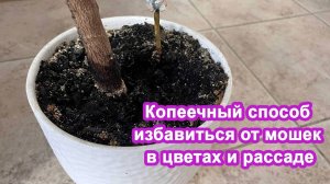 За копейки избавляемся от мошек в рассаде и цветах. 4 Рабочих способа.