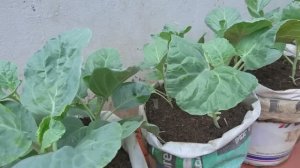 Выращивание капусты в пластиковых вёдрах