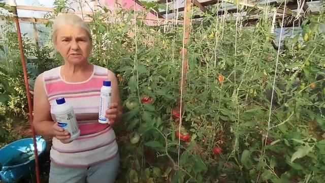 Спасение от фитофторы! Не боимся болезней! смотреть онлайн