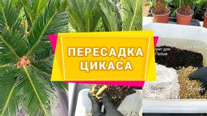КАК ПЕРЕСАДИТЬ ЦИКАС В ДОМАШНИХ УСЛОВИЯХ