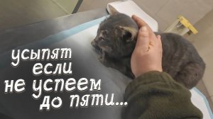 Поставили на таймер. Усыпят если не успеем забрать!?