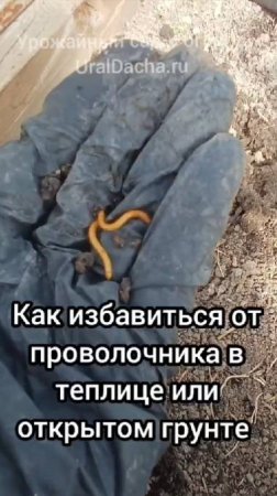 Как избавиться от проволочника и жука-щелкуна