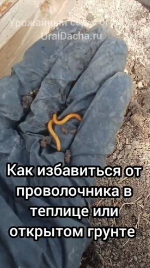 Как избавиться от проволочника и жука-щелкуна