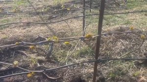 Подкормка винограда кальциевой селитрой