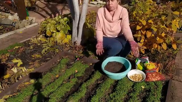 ОЗИМЫЙ ЛУК 🌱 Полная инструкция по посадке  Садовый гид