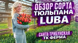 ОБЗОР СОРТА ТЮЛЬПАНА LUBA