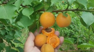 Aprium Flavor Delight. Новинка Апріум Флейвор Делайт. Гібрид абр