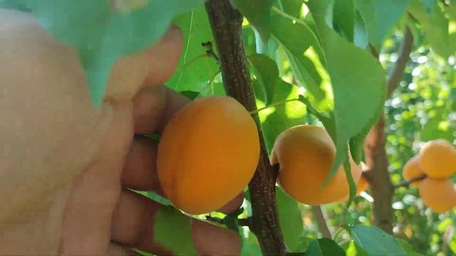 Абрикос пізній сорт Фаркло (aprikot Farclo), Франція. На 08.09.2024 смотреть онлайн