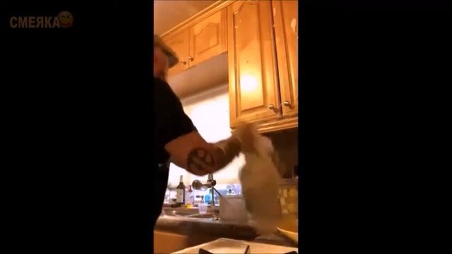 Приколы|Смеяка попробуй не засмеяться )