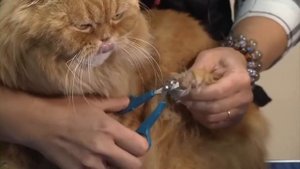 «Grooming School» от Надежды Румянцевой