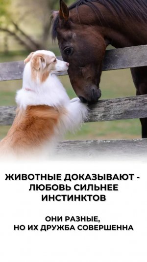 Искренность, которой нас учит природа