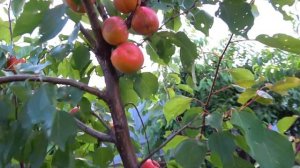 Ранний абрикос САМУРАЙ с очень вкусными и красивыми п?