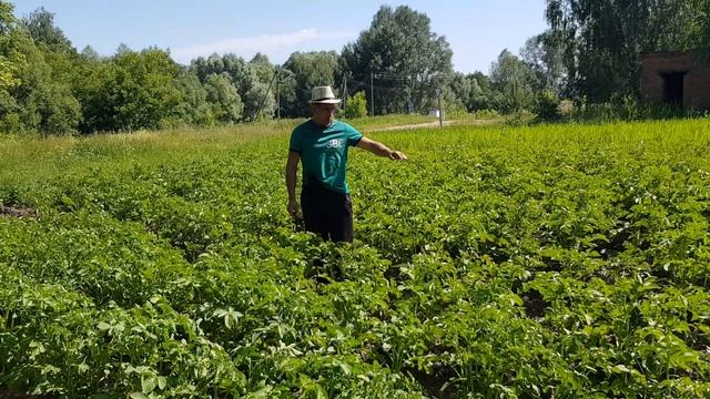 Новости с деревни. Будет хороший урожай картошки. 19.06.20 смотреть онлайн