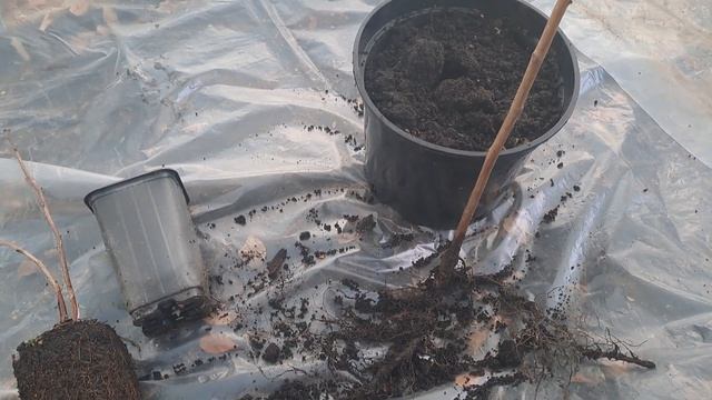 Как правильно выбрать саженцы в питомнике смотреть онлайн