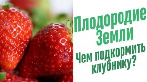 Чем подкормить клубнику?