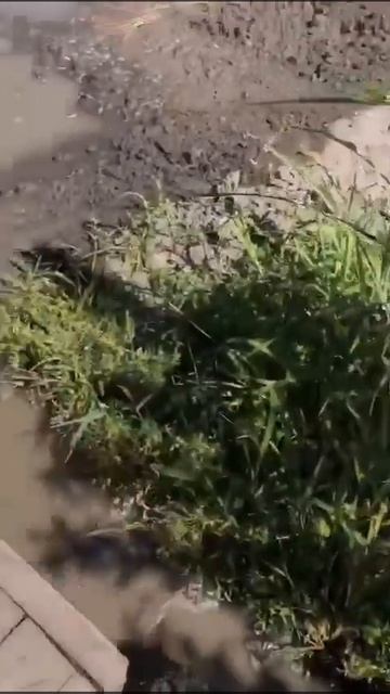 Застрял китайский минитрактор Т-18 с яблоками) смотреть онлайн