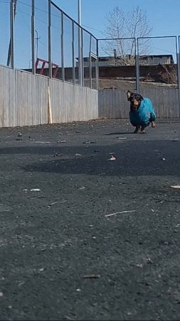 Хлопай ушами и взлетай!)