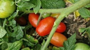 Томат для лентяев - "непасынкующийся цилиндрический"