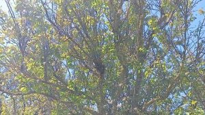 Зачем нужно обрезать крылья зимовалым пчелиным матка?