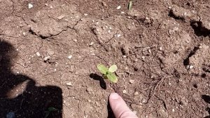 приехала проведать дачу после ливня..., погода супер, 21 мая.