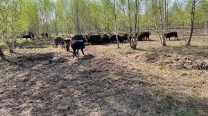 Охота на Кабана