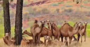 ... Почему в Австралии миллион Верблюдов....