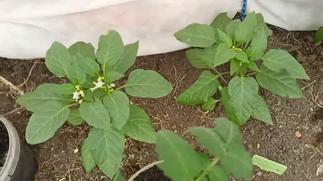 Обзор перца через неделю после высадки в грядку 6.05.25г. смотреть онлайн