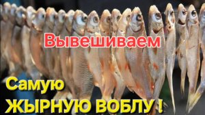 🔥САМУЮ ЖЫРНУЮ ВОБЛУ СУШИТЬ ВЕШАЕМ🔥итоги рыбалки в Астрахани - Весна-2025✭✭✭