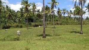 Проблема алкоголизма на Филиппинах. Синий демон