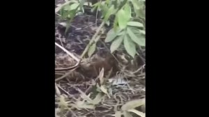 Сообщается, что армия независимости Качина сбила мьянмарский вертолет Ми-17 недалеко от города Бхамо