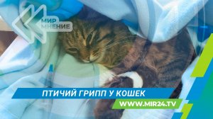 Чем птичий грипп у кошек может быть опасен для людей?